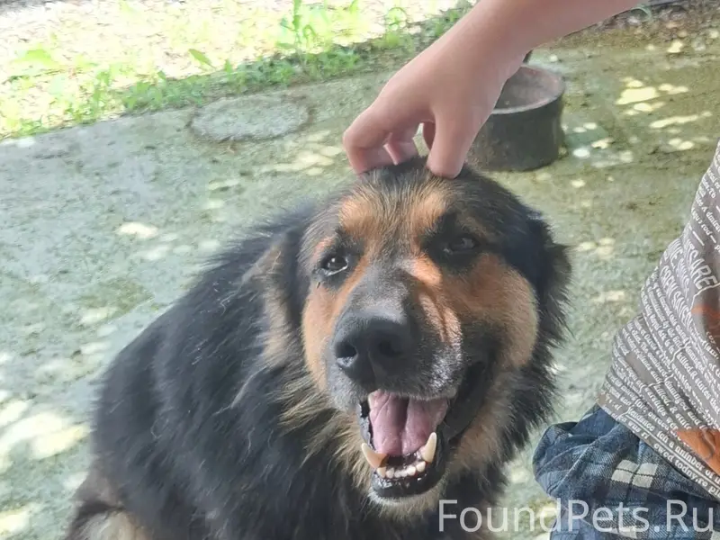 Пропал немец Дик