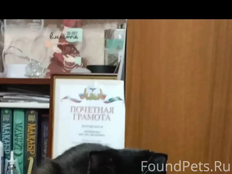 Пропала вислоухая кошка Уна, ул. Железнодорожная