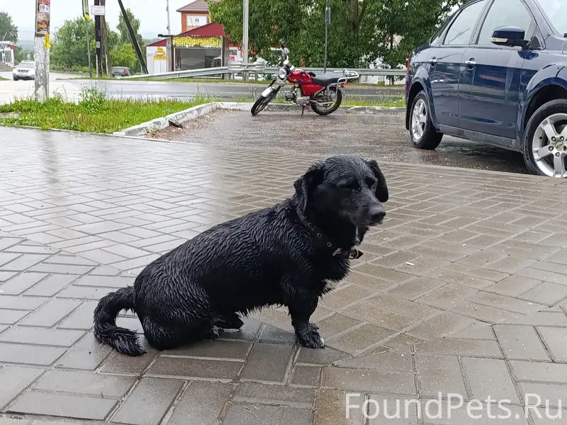 Найдены таксы, мальчик и девочка, р. П. Пронск