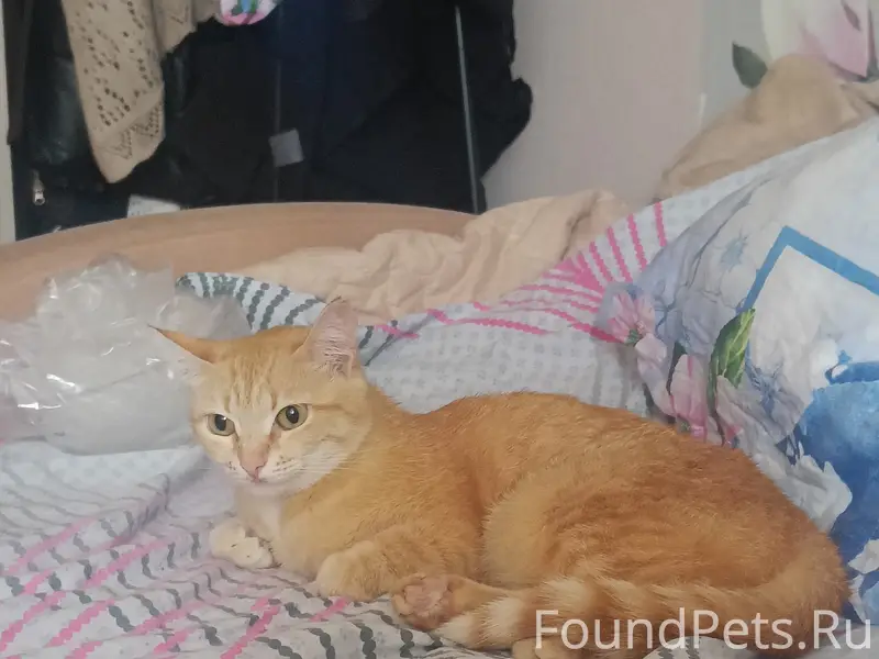 Найдена кошка, Черниковка, улица Орджоникидзе