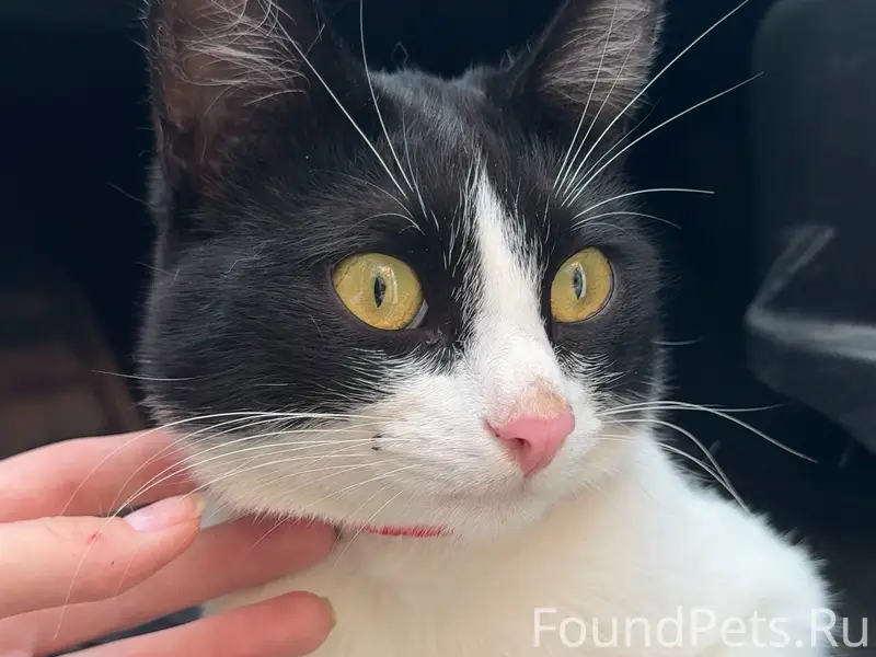 Найден кот, около зоопторга (за атоллом)