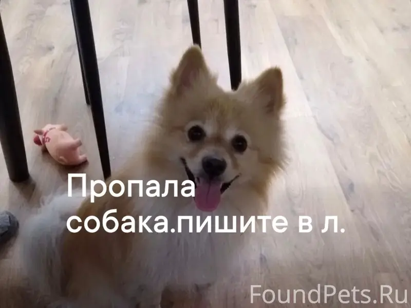 Пропала шпиц Муха, улица Кайсаровки (Колышлей)