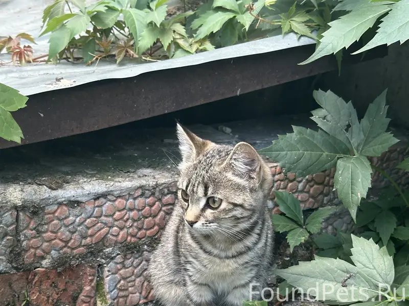 Найдена кошечка
