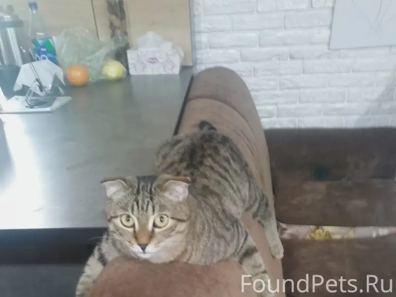Пропал вислоухий кот, ул. Дуговая 3
