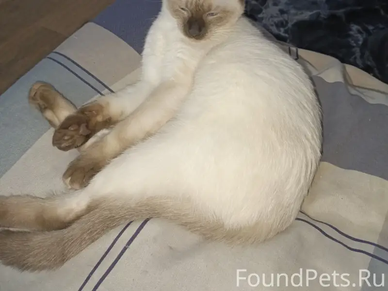 Пропала кошка