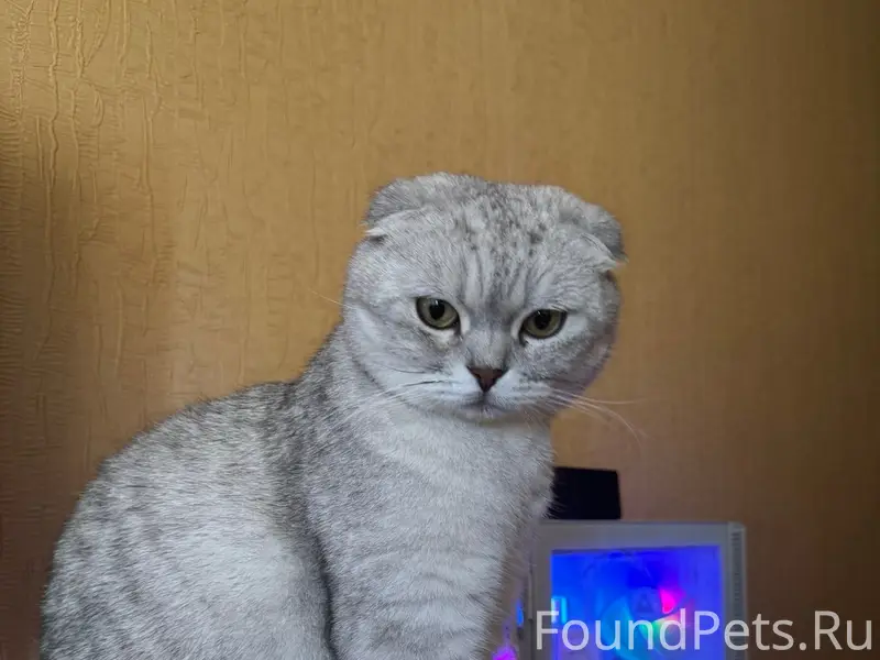Пропал кот, район Юбилейная 12