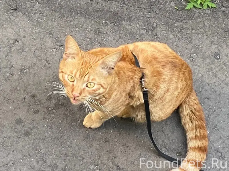 Найден кот, Химмаш