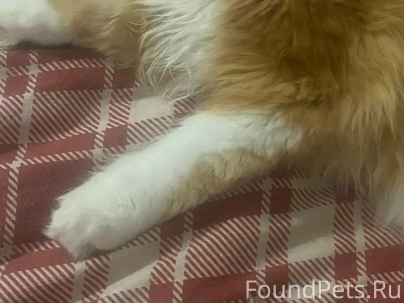 Пропал персидский кот, Ставрополь