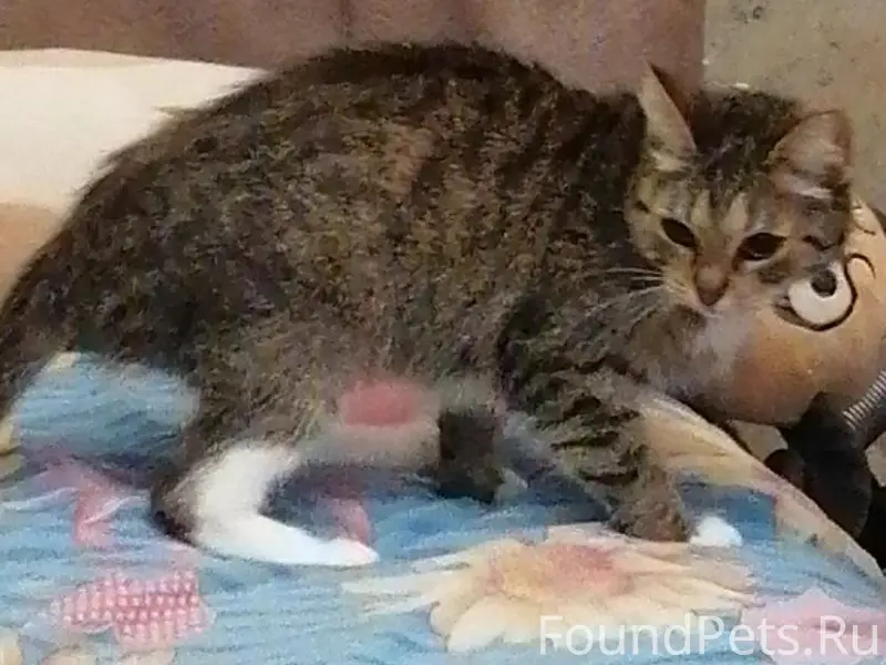 Пропала кошка, без указания места