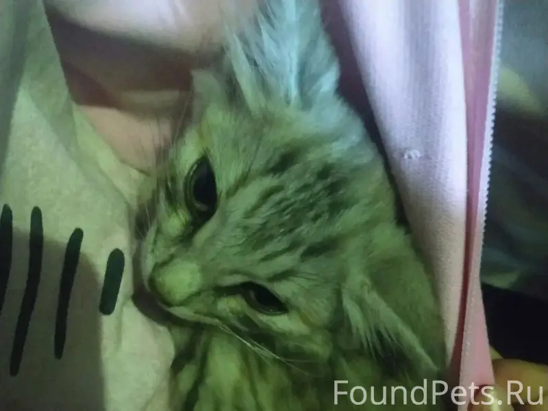 Найден котёнок, микрорайон Новый, Воронеж