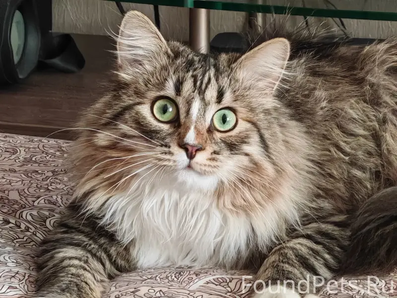 Пропал кот, район Центр