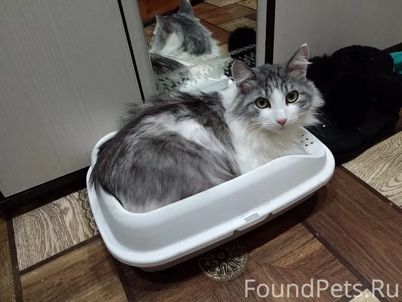 Пропал сибирский кот Тоша