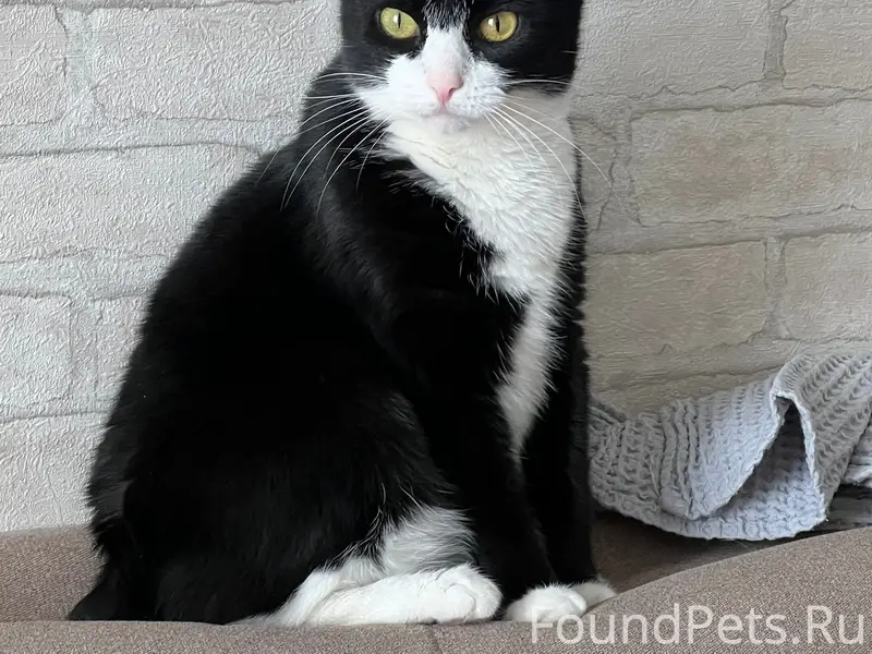 Пропала кошка Мия, сады СНТ Мичурина