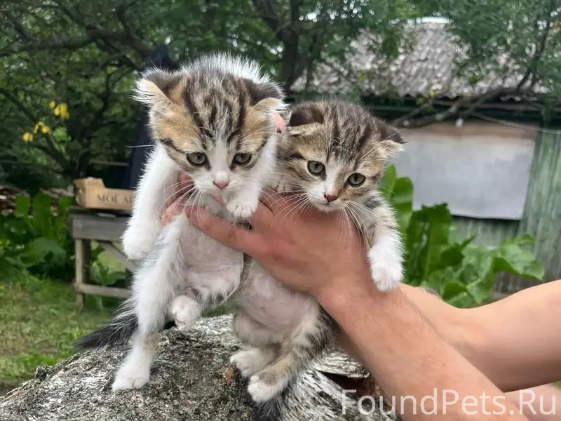 Пропали котята, Дмитровск