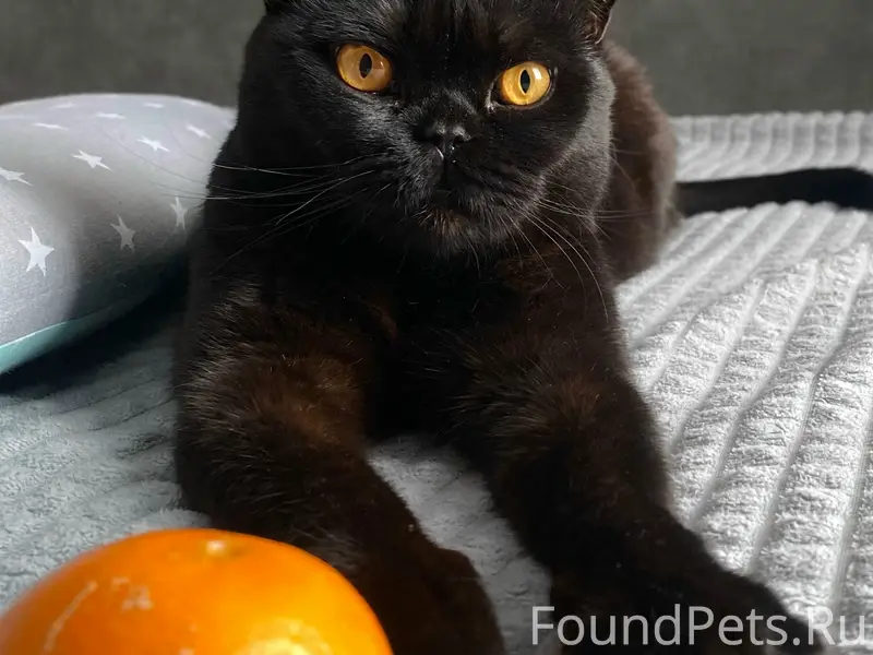 Пропал кот Федя, Тольятти