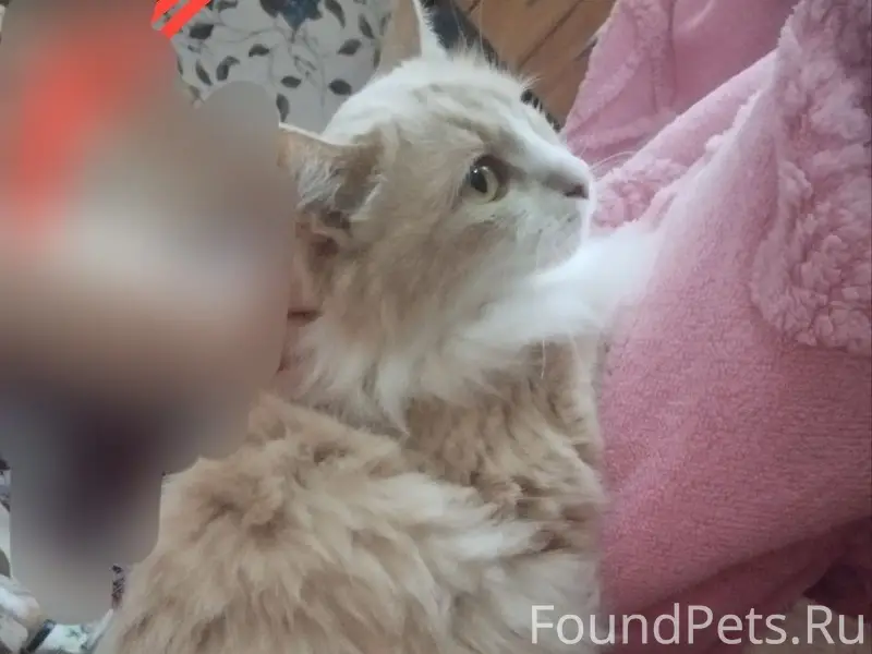 Пропал кот, может быть на Герцена