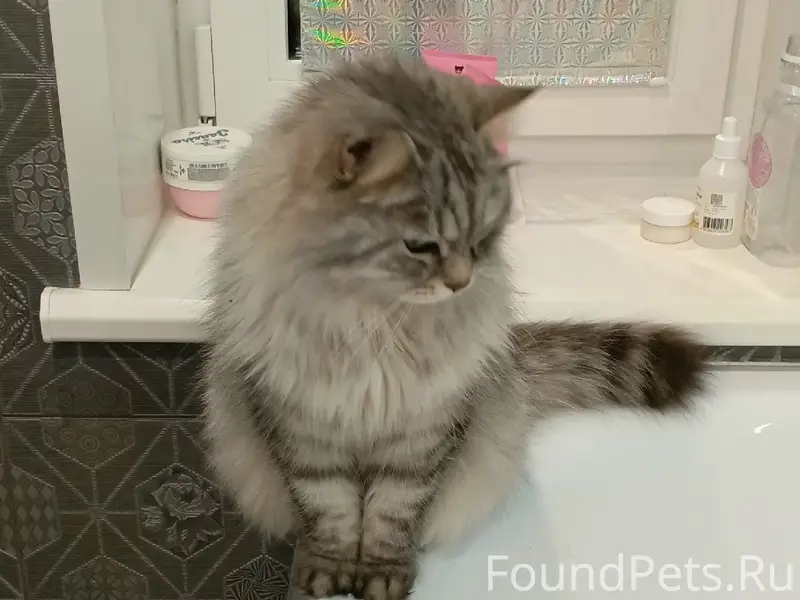 Пропал домашний кот Лелик, д. Кабицыно