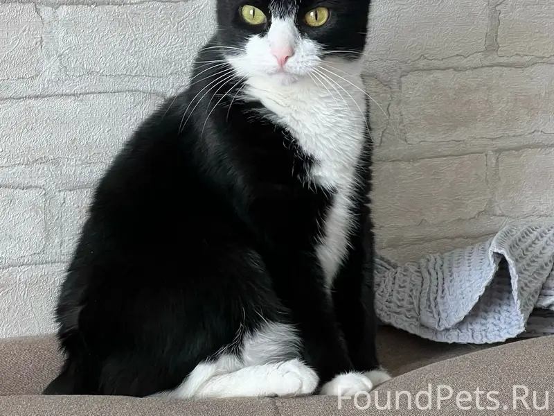 Пропала кошка Мия, сады СНТ Мичурина