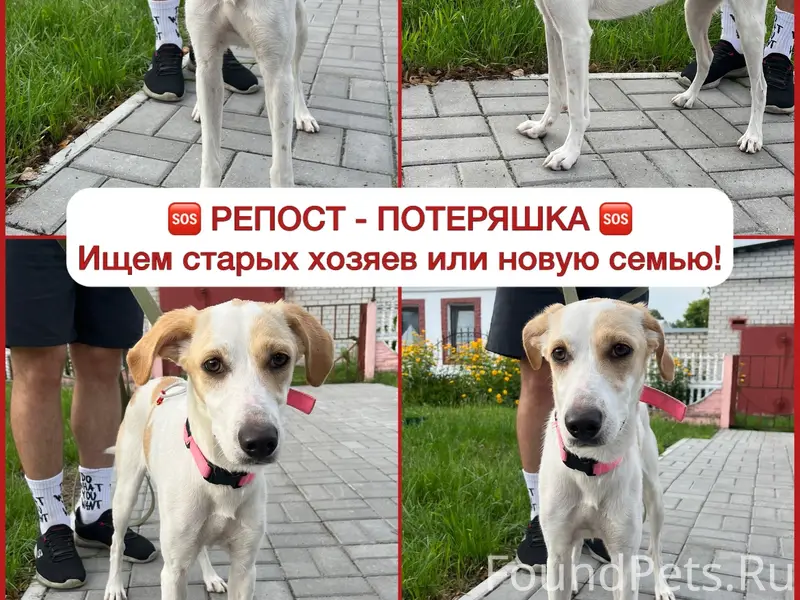 Найден щенок, Мегаполис парк