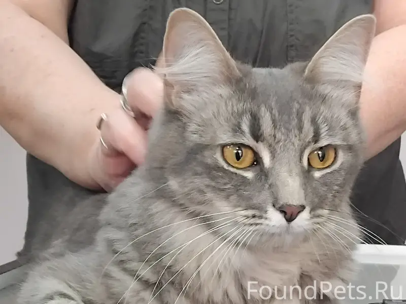 Найден домашний кот, Ленинский пр-т