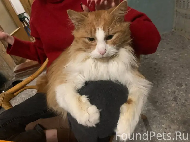 Пропал сибирский кот Феликс, Коренево