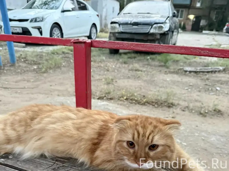 Найден домашний кот, Астрахань