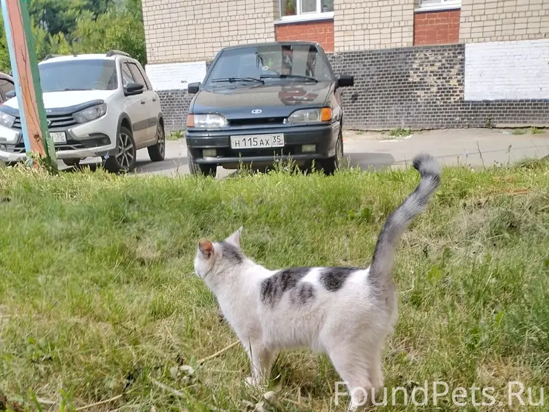 Найден кот, район ул. Воркутинская