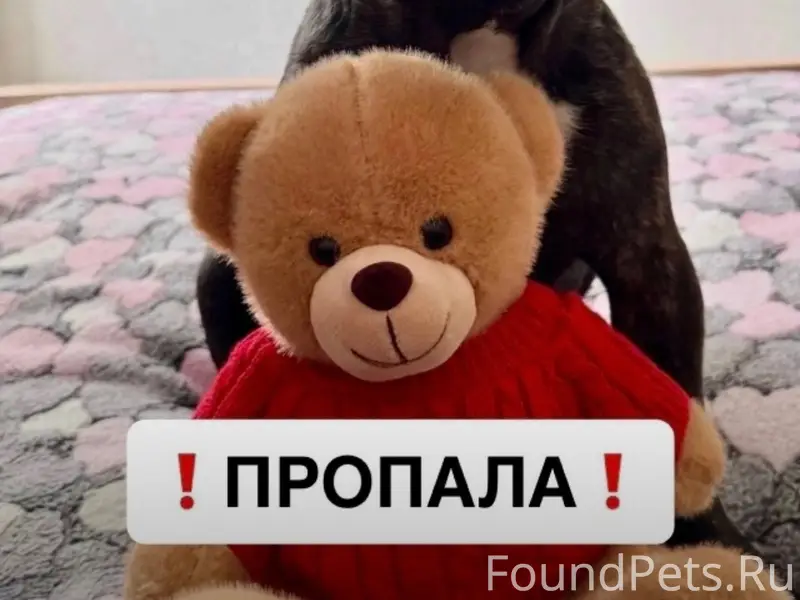 Пропала французская бульдожка, чёрный окрас, [без клички], [место не указано]