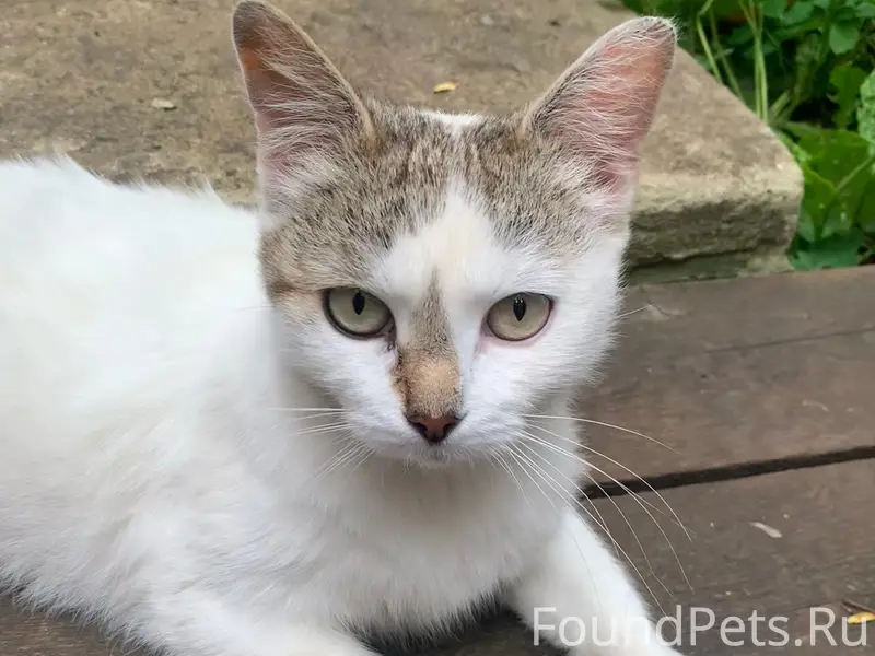 Найдена кошка Беляша, село