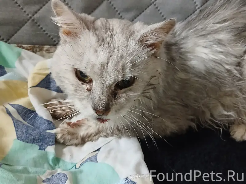 Найден кот, Юговосточный район