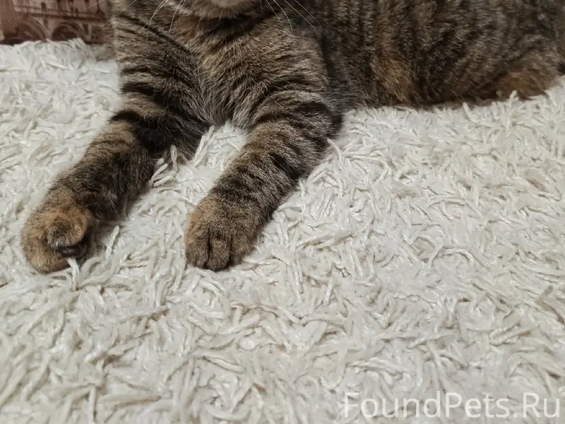 Пропала кошка Маша, около дома Ленина 6