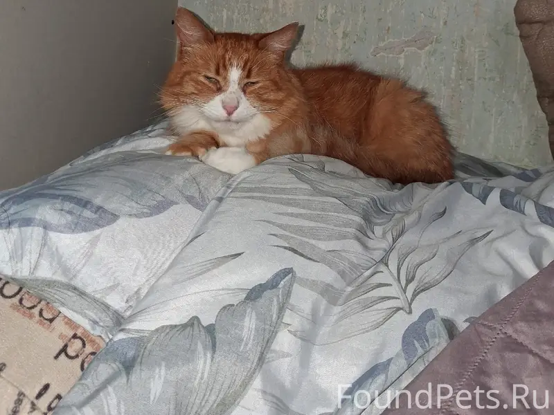Найден кот, пос. Переборы