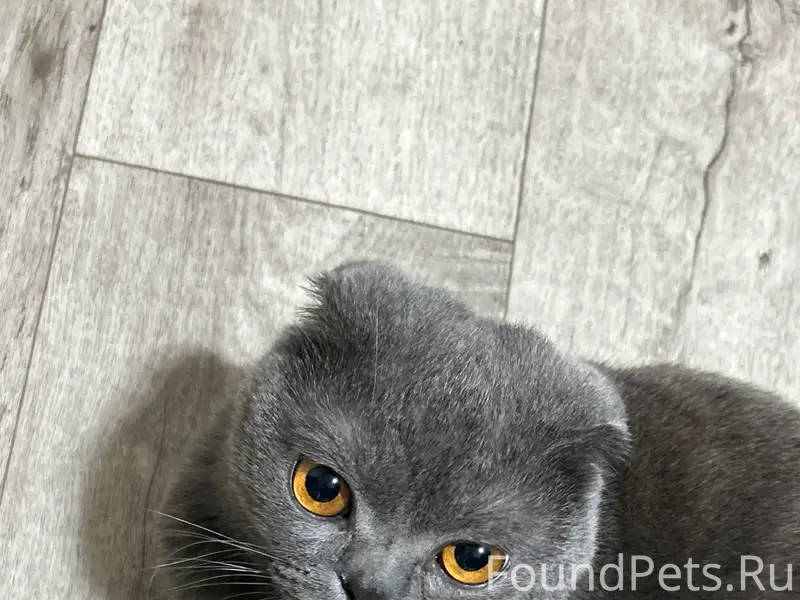 Пропал вислоухий кот