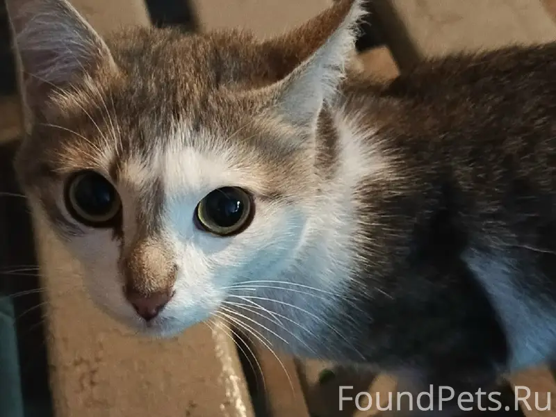 Найден кот, Новобайдаевка