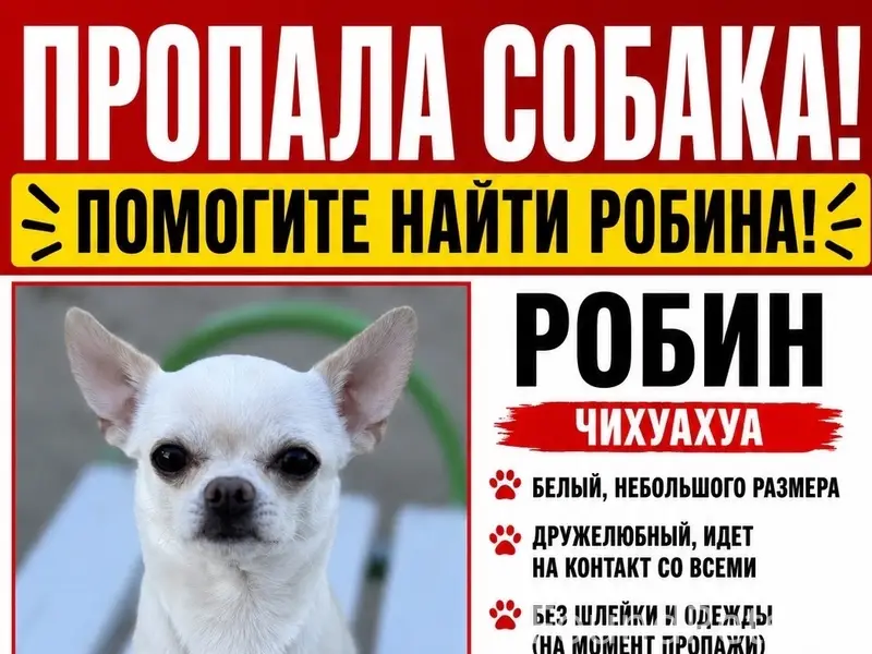 Пропала чихуахуа Робин, Нетьинка