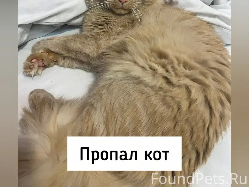 Пропал кот, Михайловск