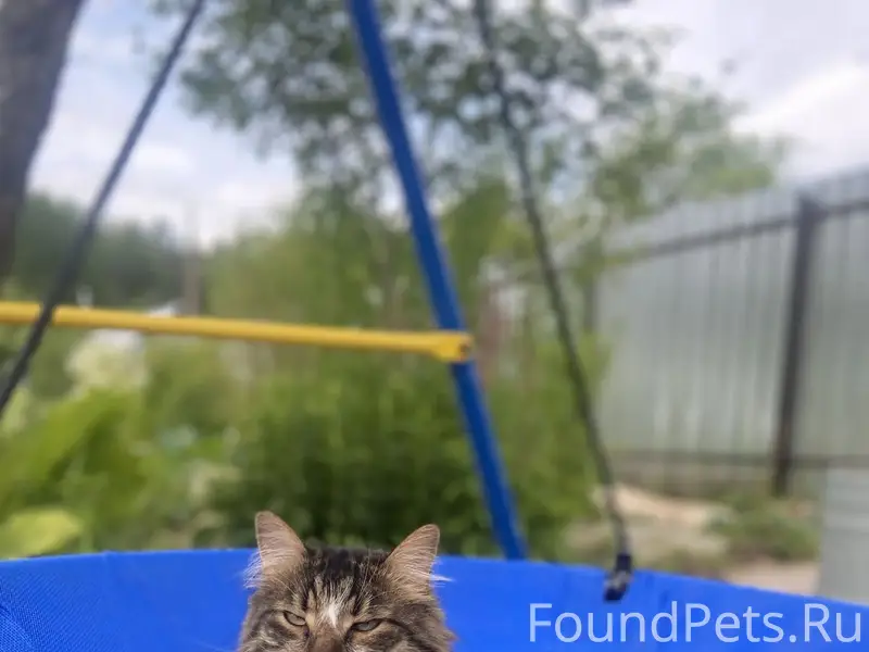 Пропал кот,