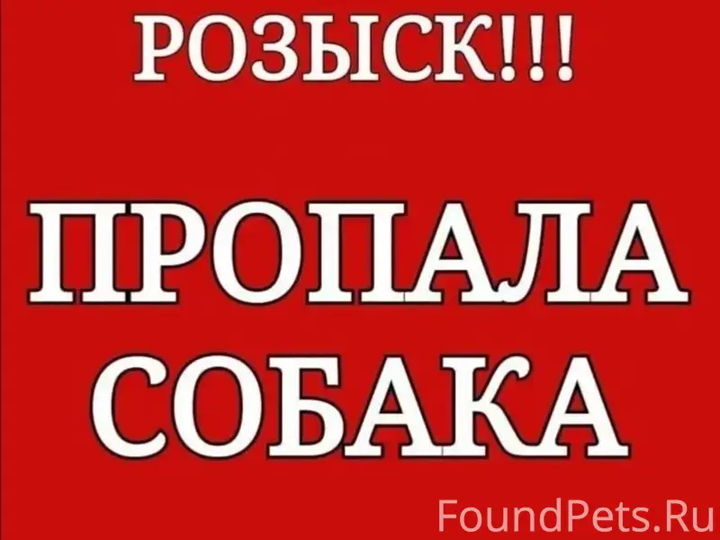Пропала собака Тима, Тверь