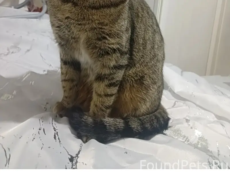 Пропала кошка, район Вишнёвая, Российская