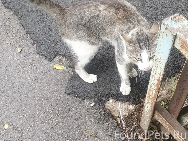 Найден кот, Ленинградская