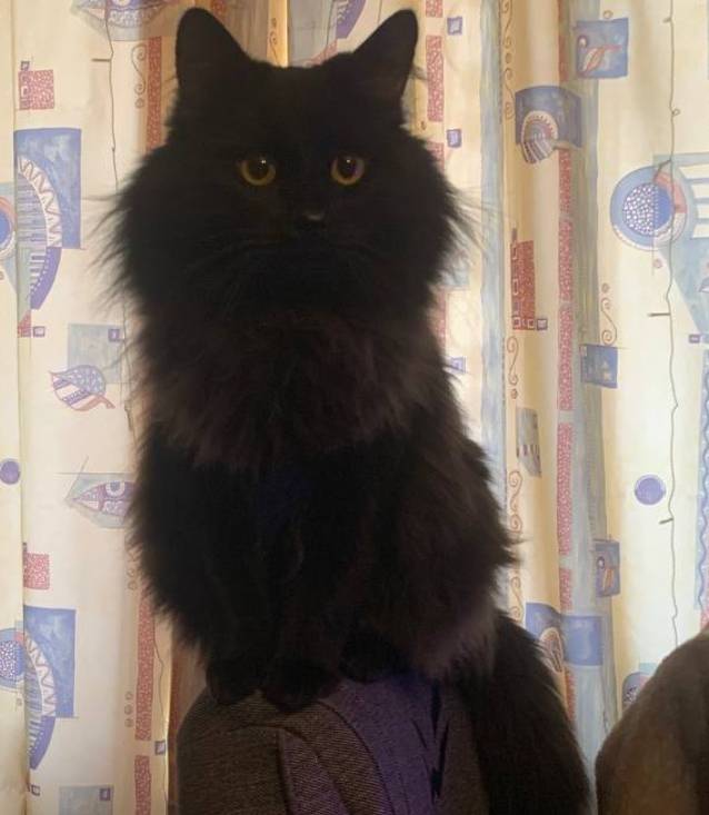 Потерялся котик