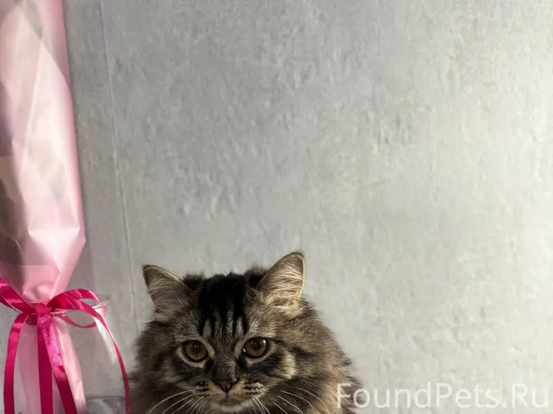 Пропал кот Василий