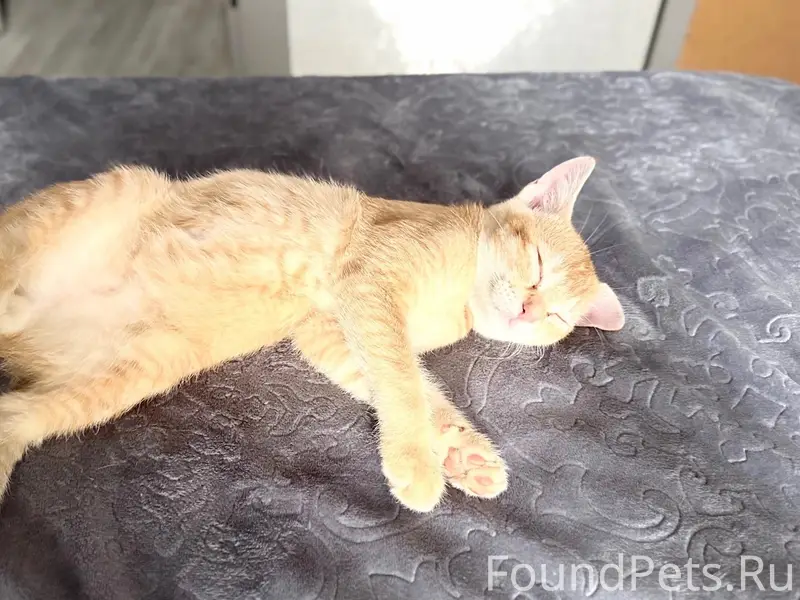 Пропал котёнок рыжий, майская/октябрьский
