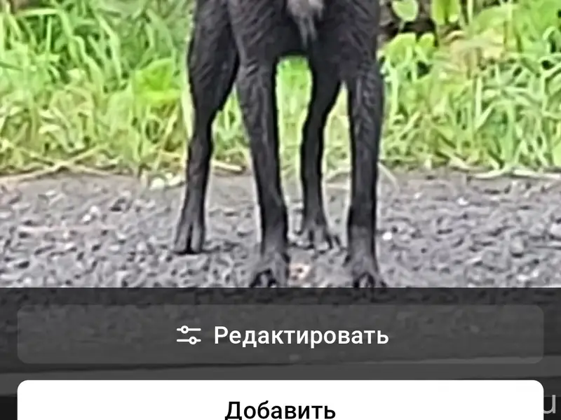 Пропала небольшая собака, Прииртышский Мостоотряд