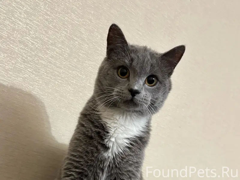 Пропал кот, район гидро