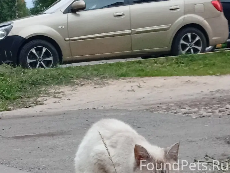 Найдена кошка, р-н Сомбатхей