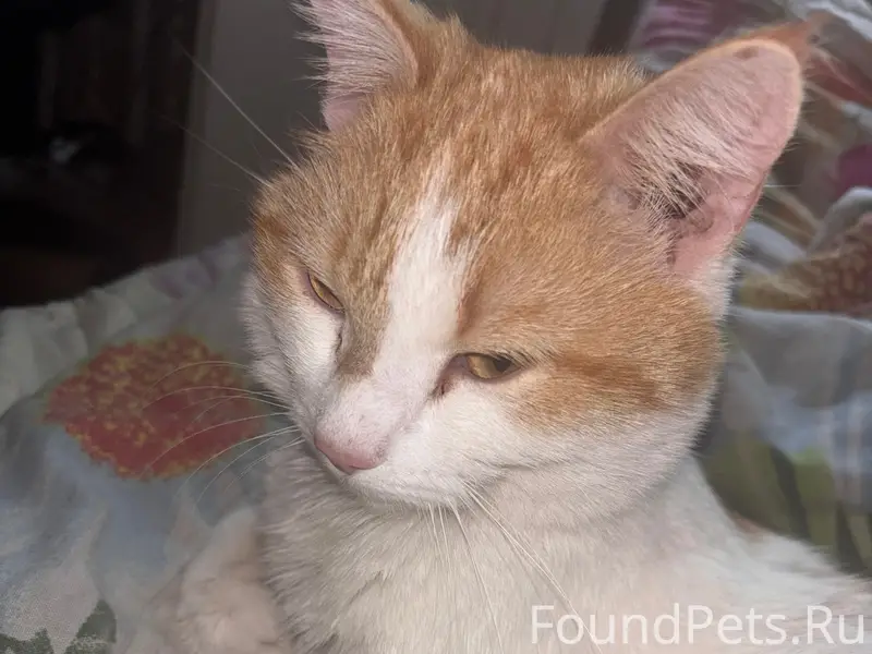 Найден кот, район 32 школы