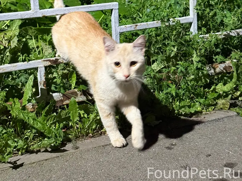 Найден кот, ЧМЗ, Прокатная