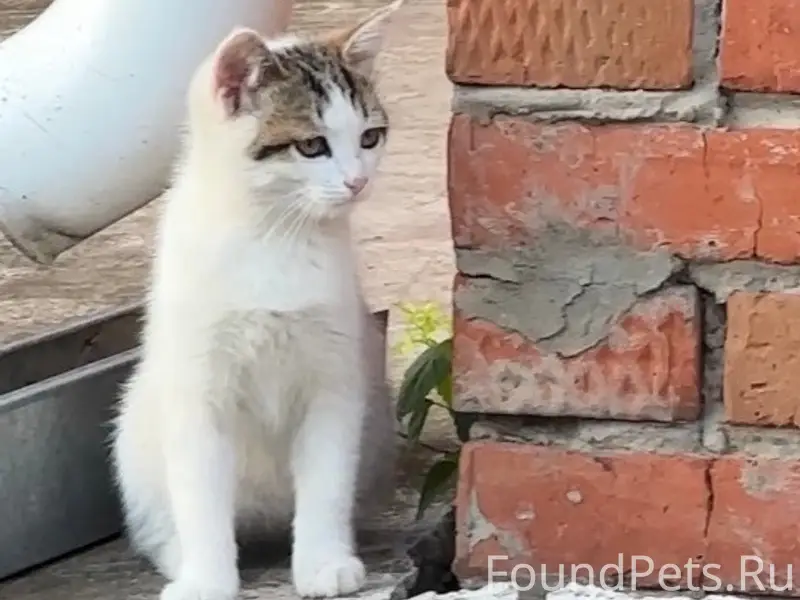 Пропала кошка, с. Осиново, ул. Казанская