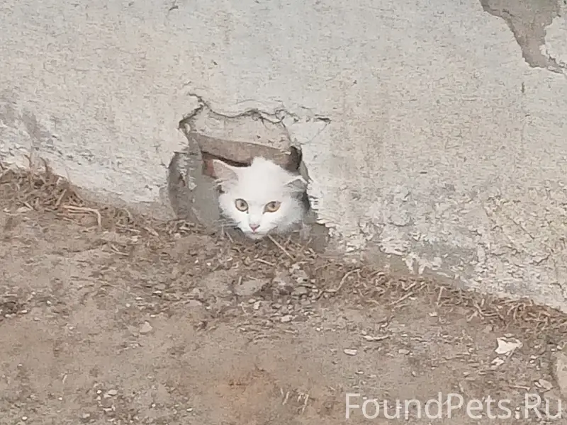 Найдена белая кошка, поселок Комсомольский